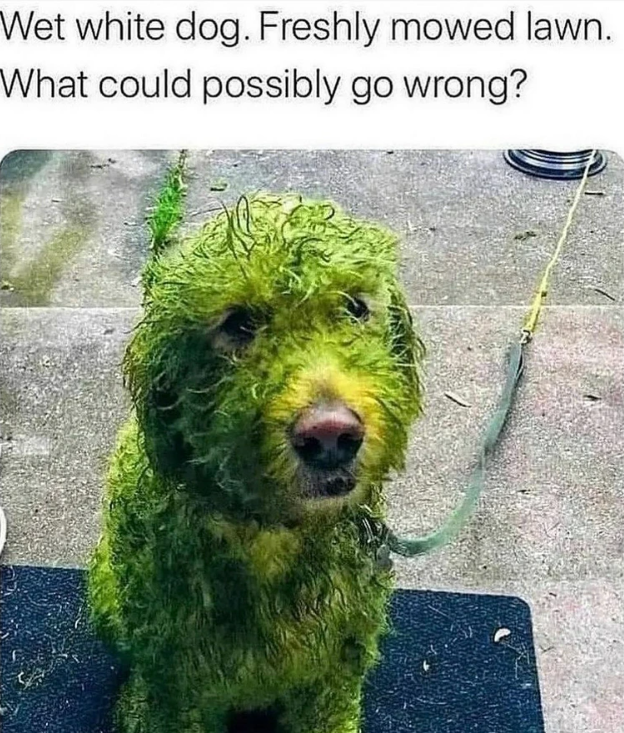 Wet white dog. Freshly mowed lawn. What could possibly go wrong?