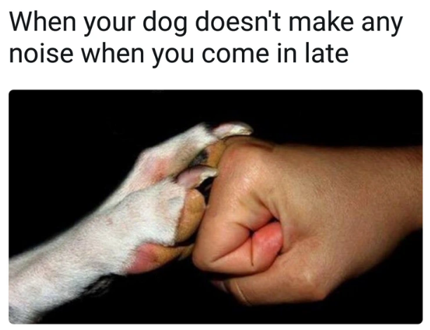 When your dog doesn't make any noise when you come in late