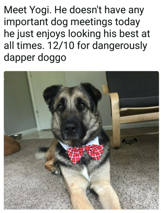 Meet Yogi. He doesn't have any important dog meetings today he just enjoys looking his best at all times. 12/10 for dangerously dapper doggo