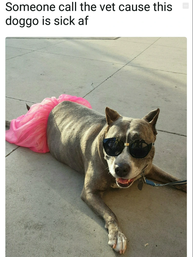 Someone call the vet cause this doggo is sick af