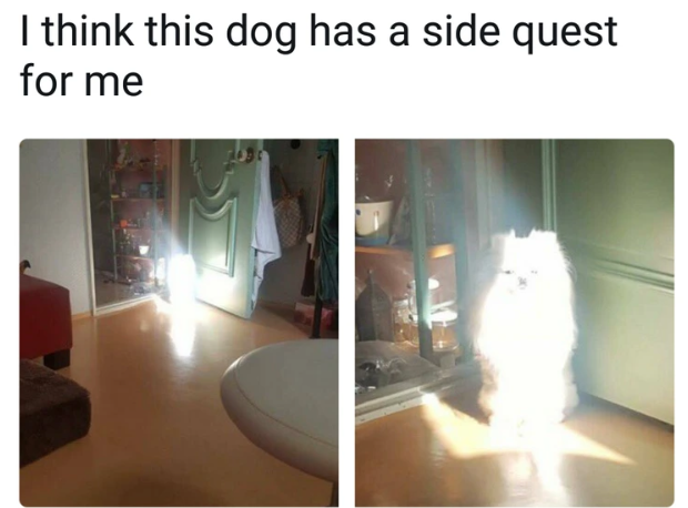 I think this dog has a side quest for me
