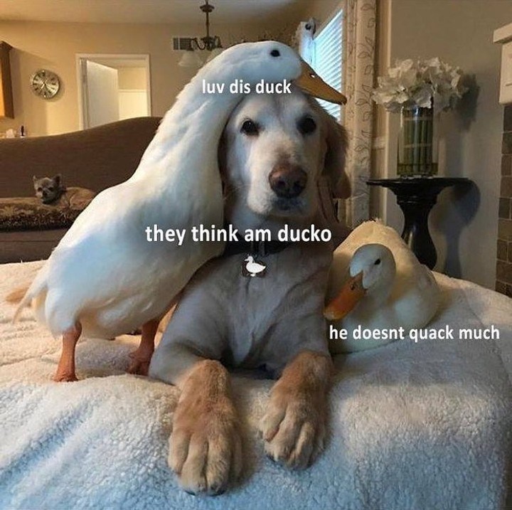 luv dis duck they think am ducko he doesnt quack much