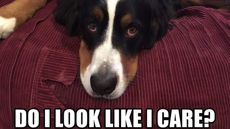 DO I LOOK LIKE I CARE?