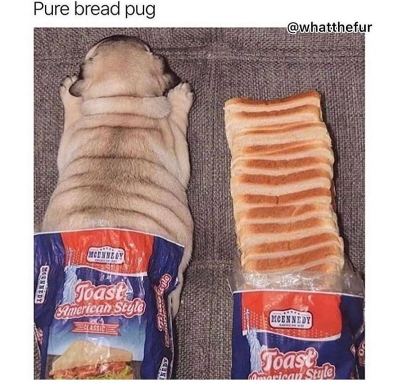 Pure bread pug @whatthefur MOENNEDY MCENNEDY Toast American Style NEDY MCENNEDY AMERICAN W Toast Omerican Style