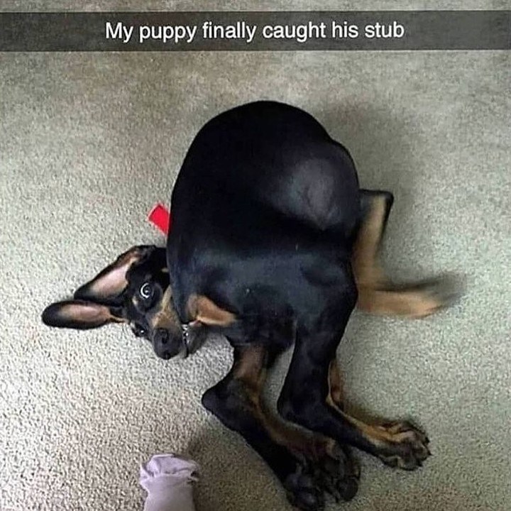 My puppy finally caught his stub