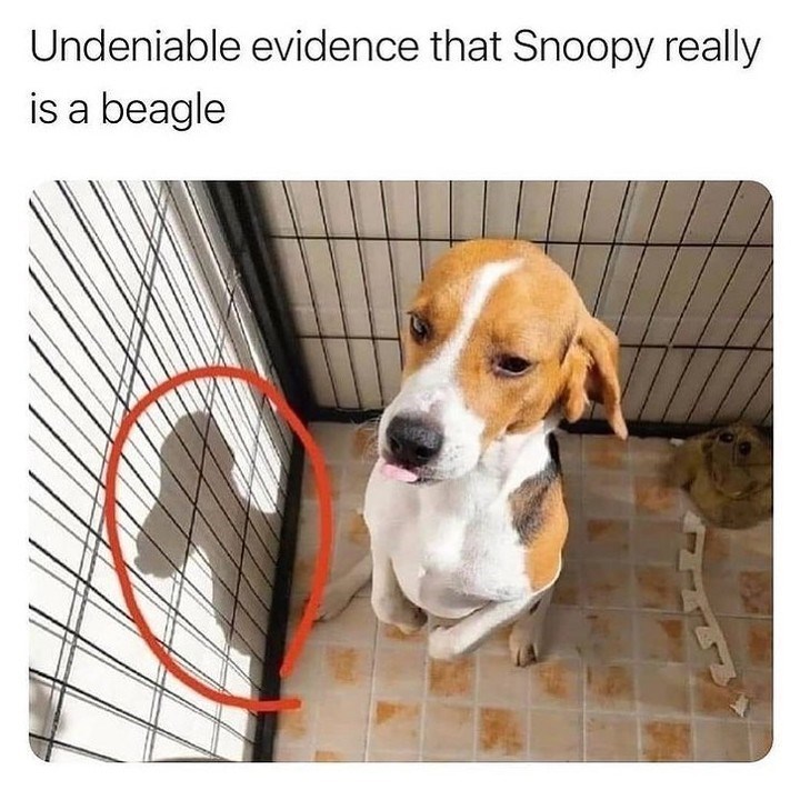 Undeniable evidence that Snoopy really is a beagle