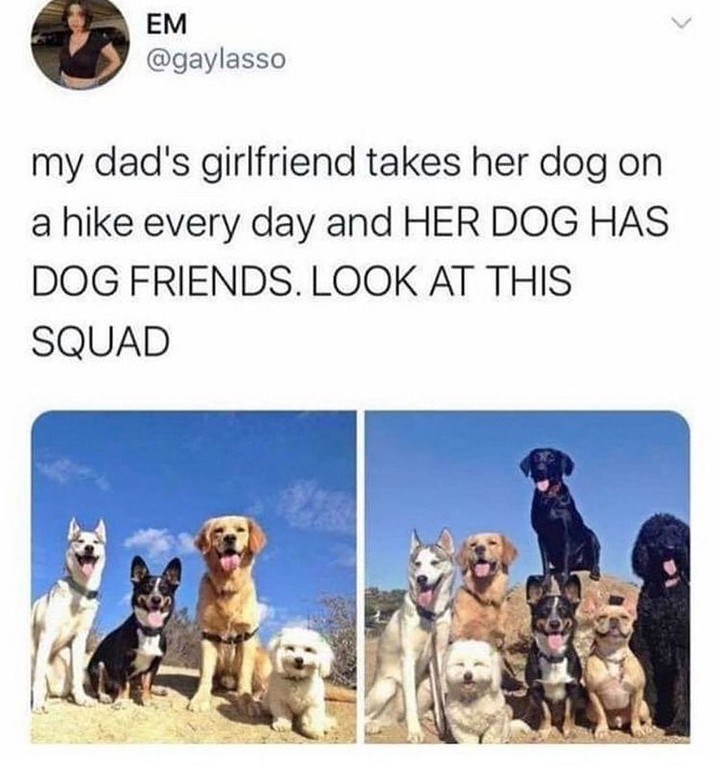 EM @gaylasso my dad's girlfriend takes her dog on a hike every day and HER DOG HAS DOG FRIENDS. LOOK AT THIS SQUAD