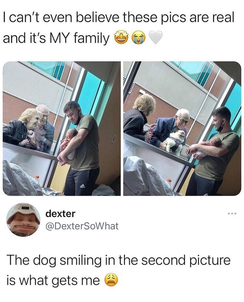 I can't even believe these pics are real and it's MY family dexter @DexterSoWhat The dog smiling in the second picture is what gets me 000