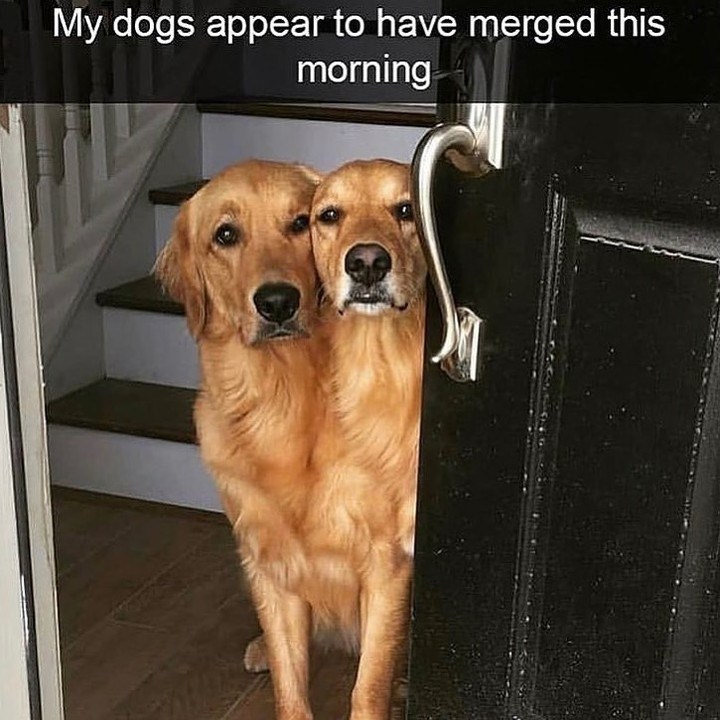 My dogs appear to have merged this morning