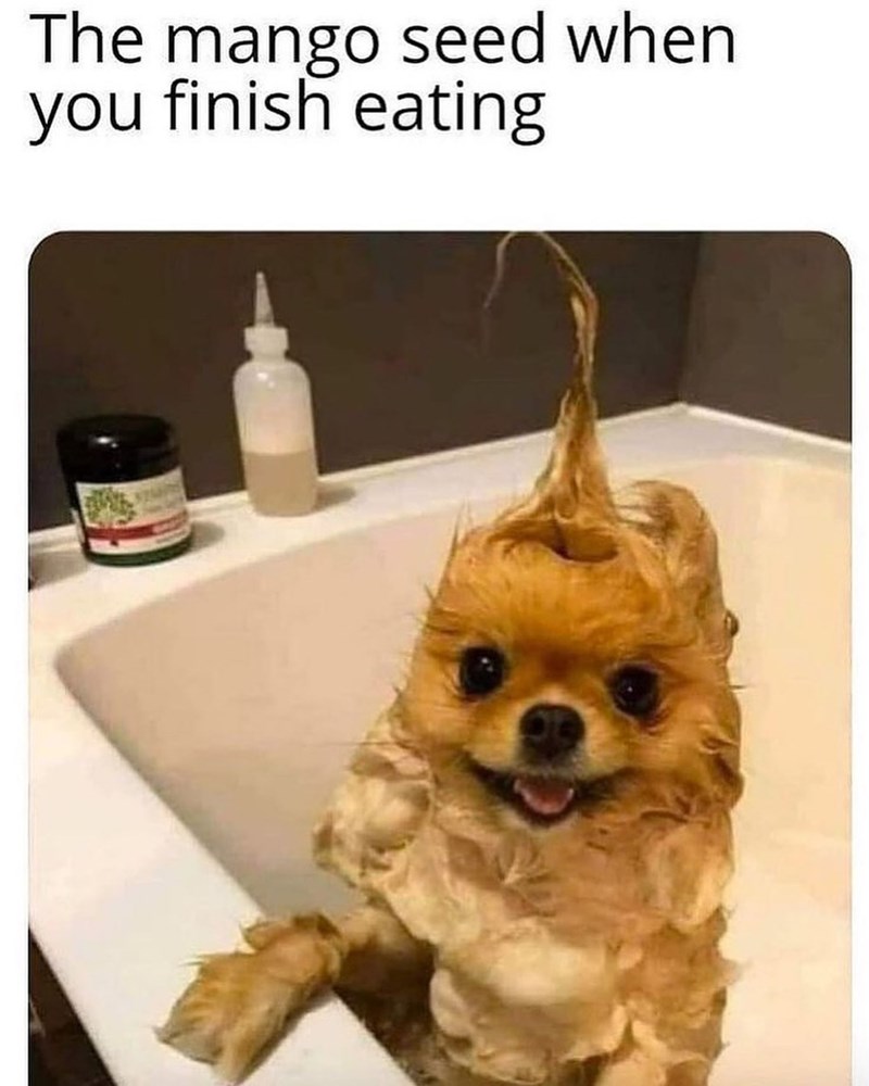 The mango seed when you finish eating