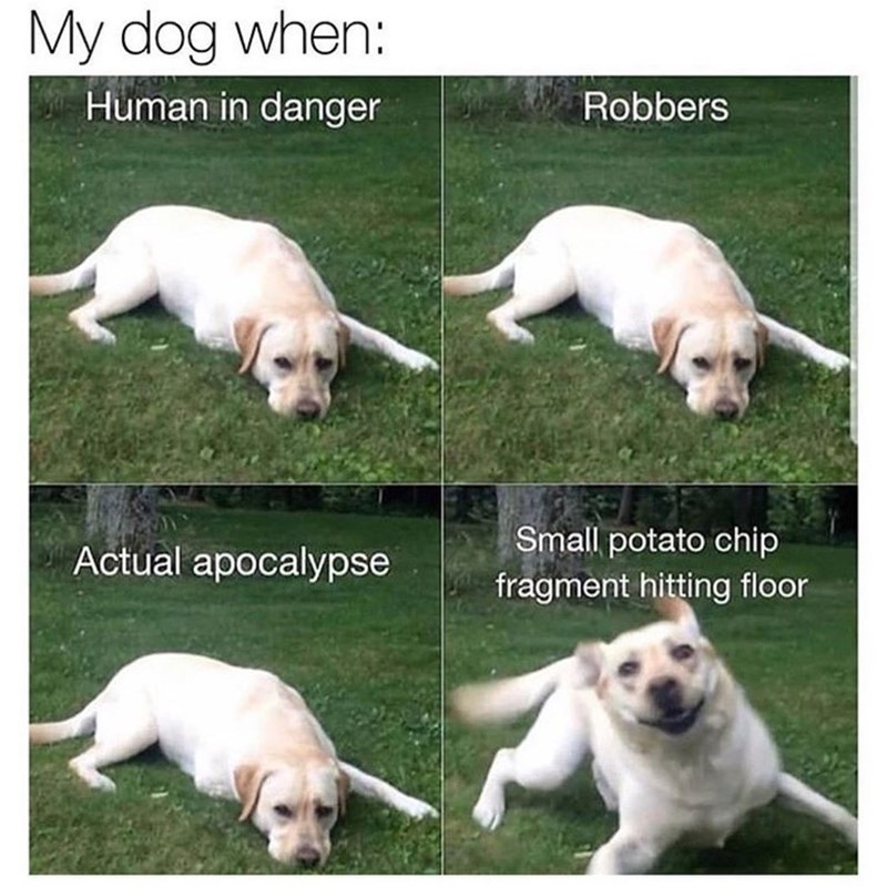 My dog when: Human in danger Robbers Actual apocalypse Small potato chip fragment hitting floor