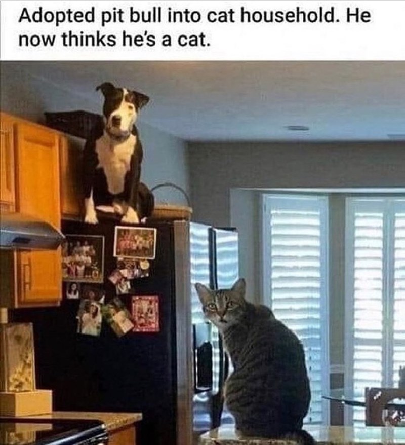 Adopted pit bull into cat household. He now thinks he's a cat.