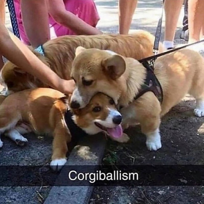 Corgiballism