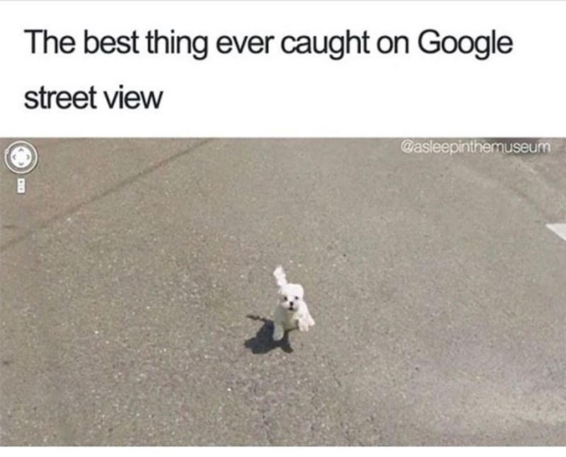 The best thing ever caught on Google street view @asleepinthemuseum