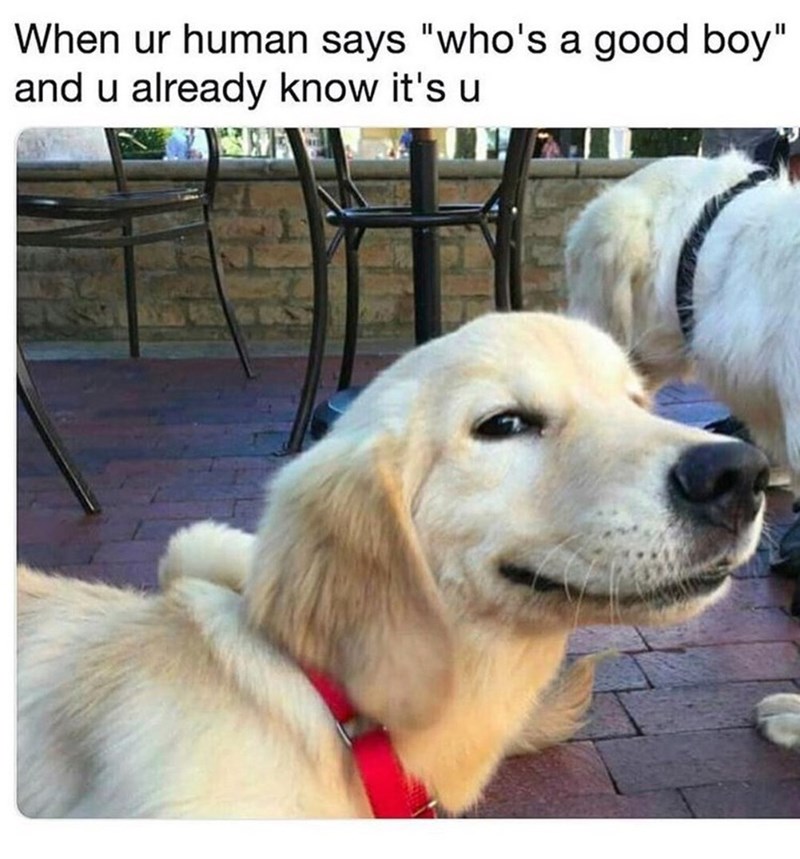 When ur human says "who's a good boy" and u already know it's u