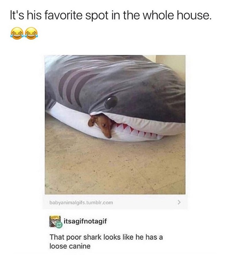It's his favorite spot in the whole house. babyanimalgifs.tumblr.com itsagifnotagif That poor shark looks like he has a loose canine