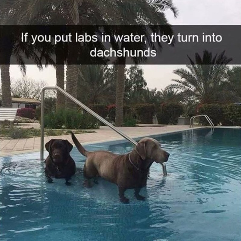 If you put labs in water, they turn into dachshunds