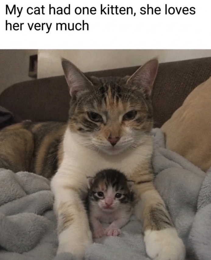 My cat had one kitten, she loves her very much
