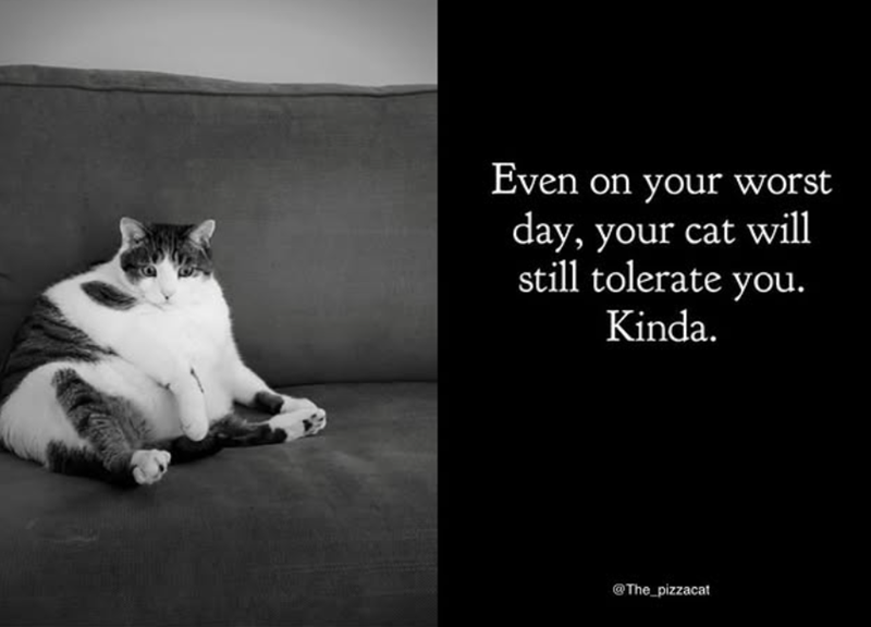 Even on your worst day, your cat will still tolerate you. Kinda. @The_pizzacat