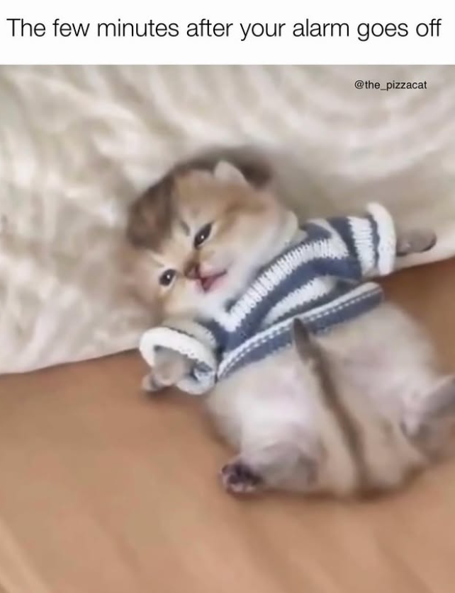 The few minutes after your alarm goes off @the_pizzacat