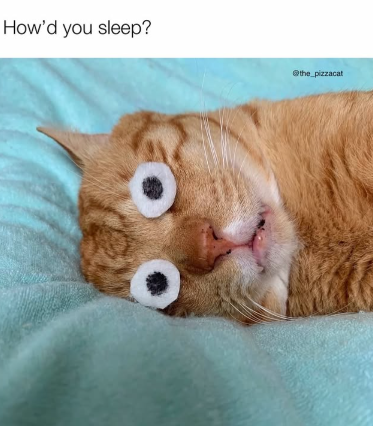 How'd you sleep? @the_pizzacat