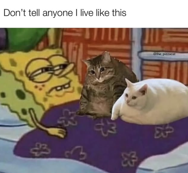Don't tell anyone I live like this 色 @the_pizzacat + 3 K