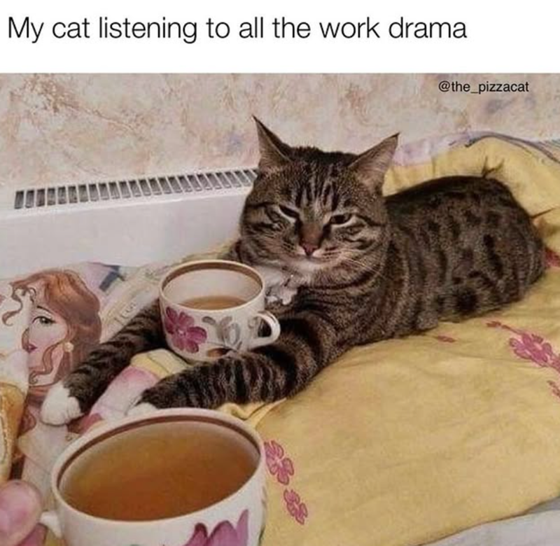 My cat listening to all the work drama @the_pizzacat 1000