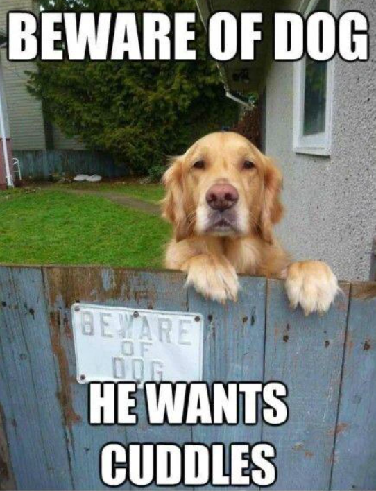 BEWARE OF DOG BEWARE OF DOG HE WANTS CUDDLES