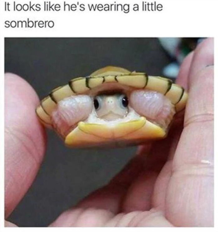 It looks like he's wearing a little sombrero
