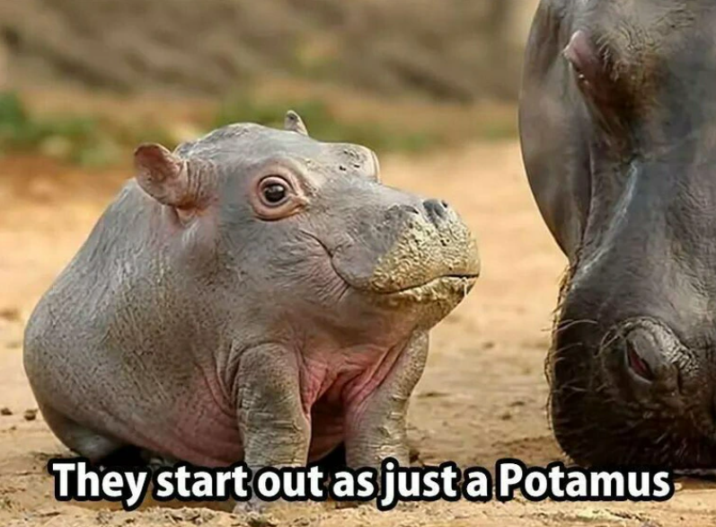 They start out as just a Potamus