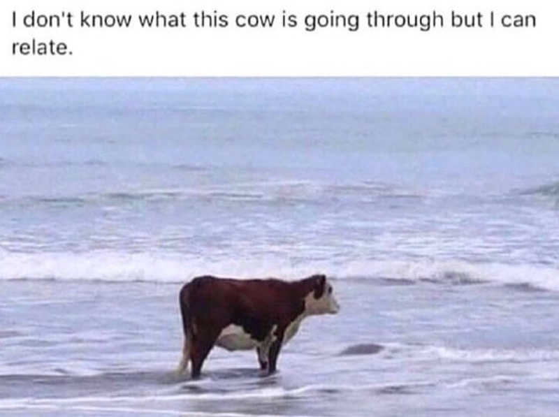 I don't know what this cow is going through but I can relate.