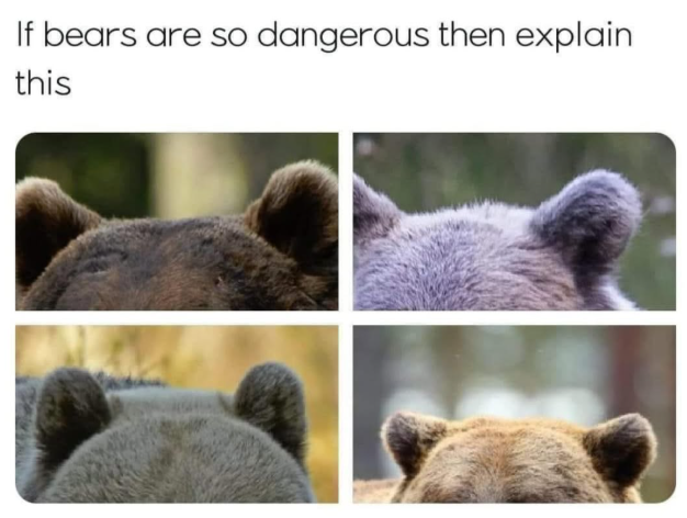 If bears are so dangerous then explain this