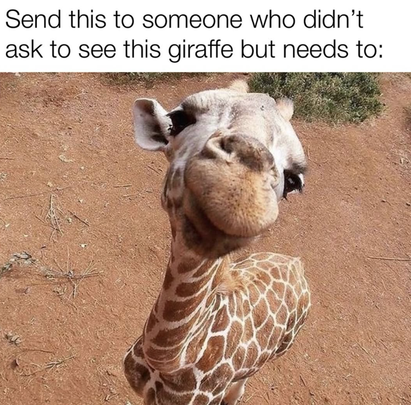 Send this to someone who didn't ask to see this giraffe but needs to: