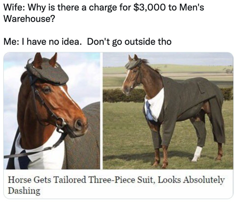 Wife: Why is there a charge for $3,000 to Men's Warehouse? Me: I have no idea. Don't go outside tho Horse Gets Tailored Three-Piece Suit, Looks Absolutely Dashing