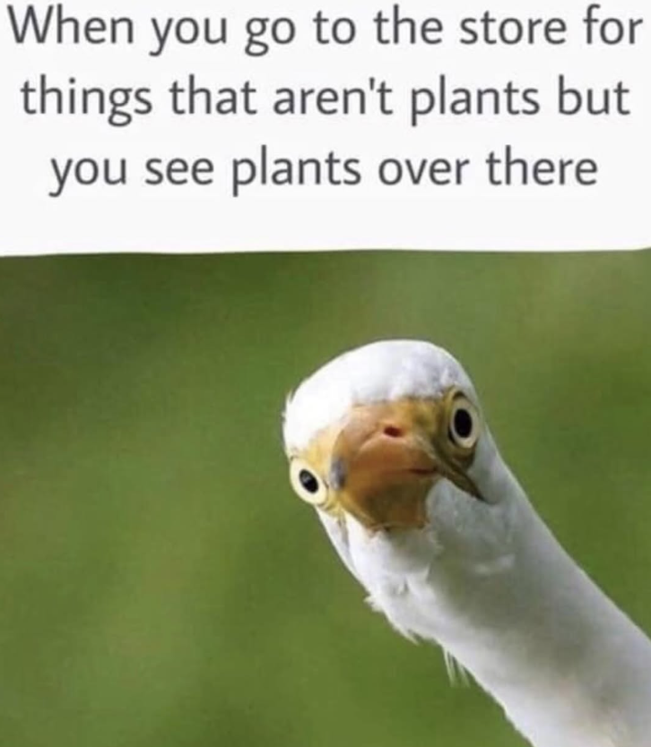 When you go to the store for things that aren't plants but you see plants over there