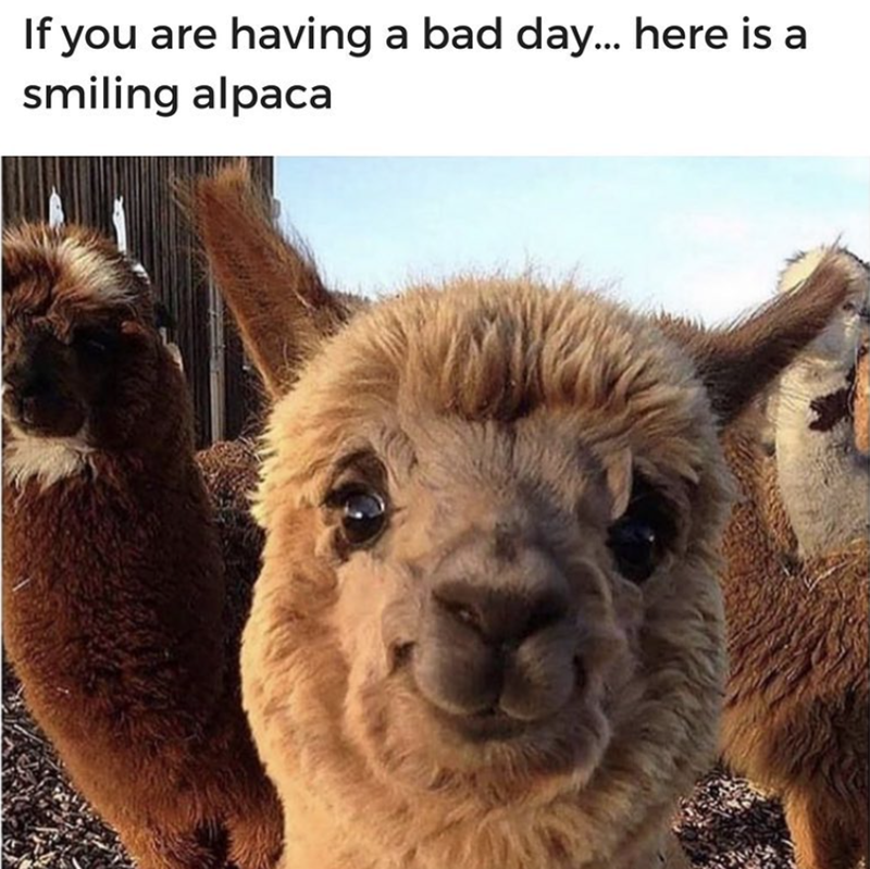 If you are having a bad day... here is a smiling alpaca