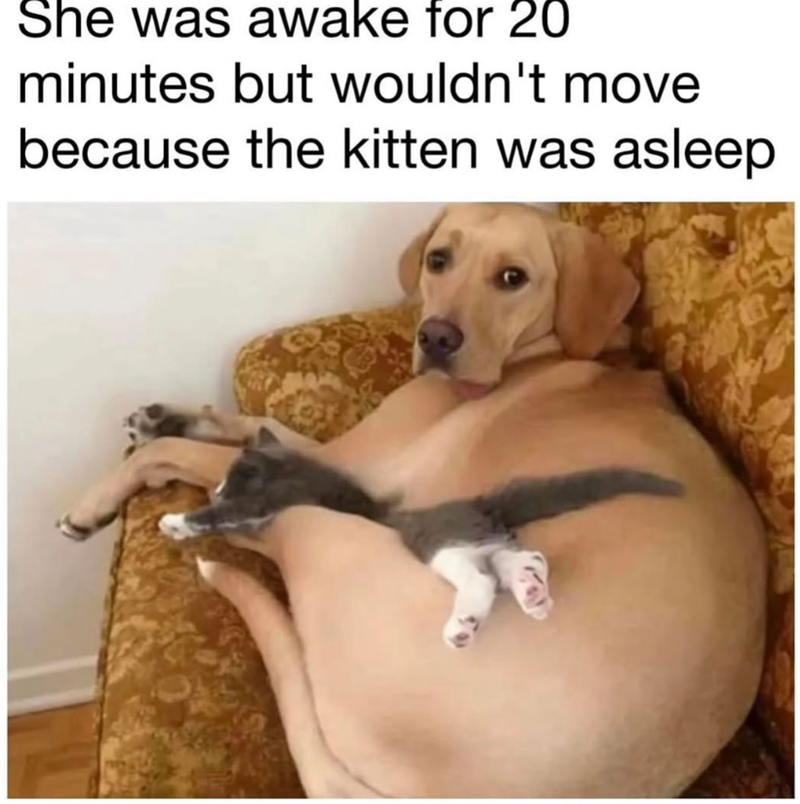 She was awake for 20 minutes but wouldn't move because the kitten was asleep