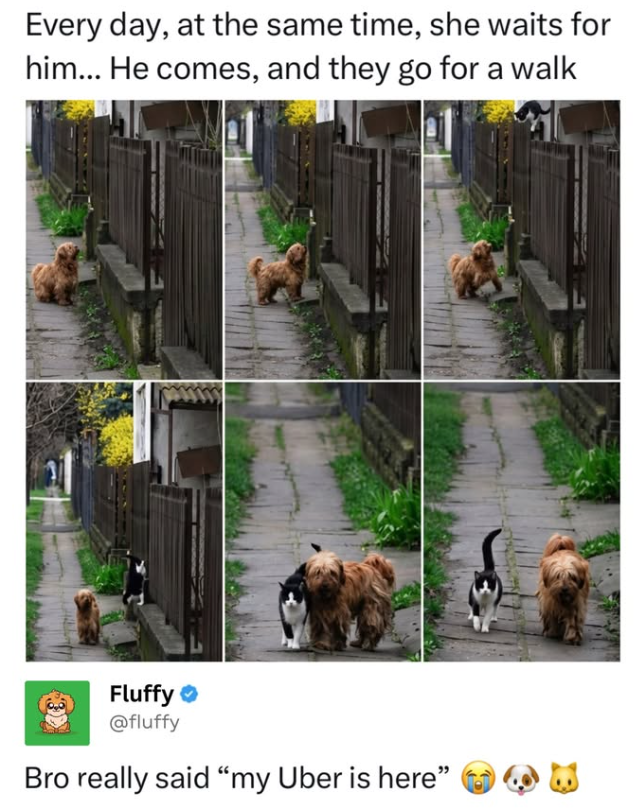 Every day, at the same time, she waits for him... He comes, and they go for a walk Fluffy @fluffy Bro really said "my Uber is here"