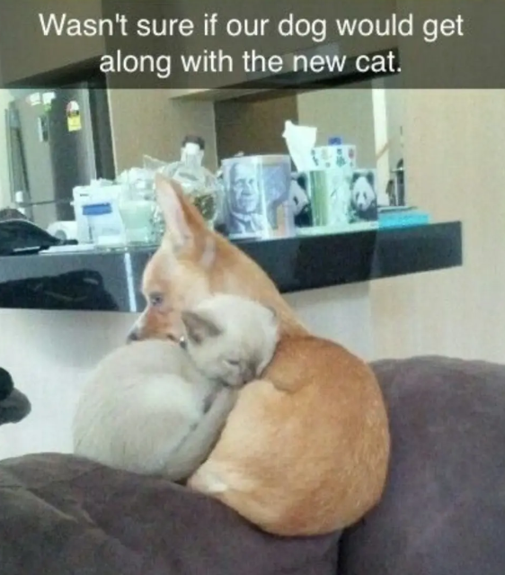 Wasn't sure if our dog would get along with the new cat.