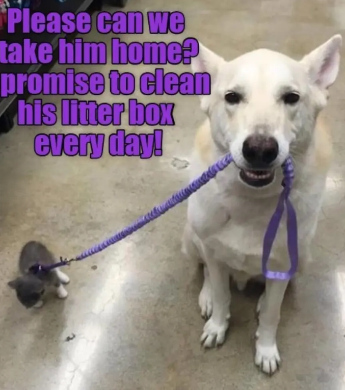 Please can we take him home? promise to clean his litter box every day! BLAS