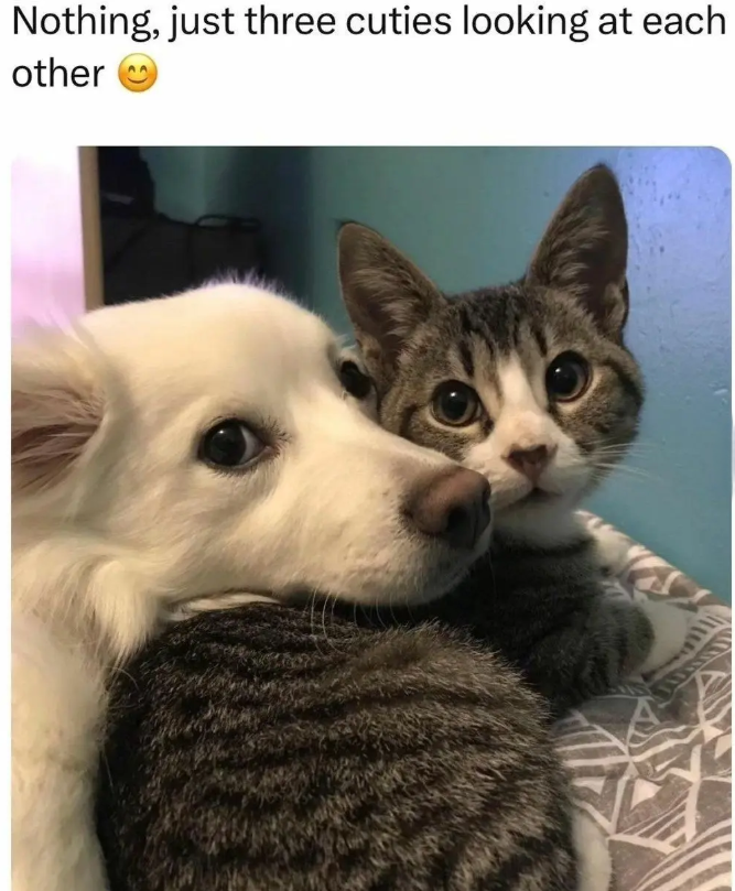 Nothing, just three cuties looking at each other