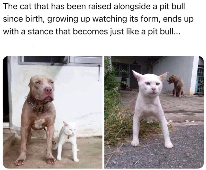 The cat that has been raised alongside a pit bull since birth, growing up watching its form, ends up with a stance that becomes just like a pit bull...