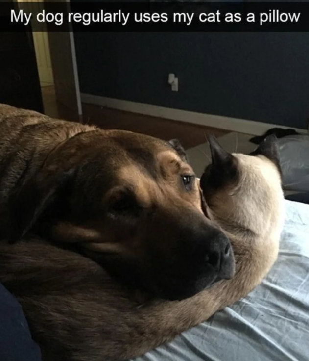 My dog regularly uses my cat as a pillow