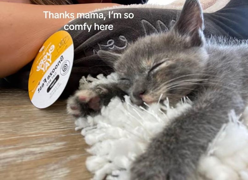 Thanks mama, I'm so comfy here 499 JaeFoxoon2 038 TAD