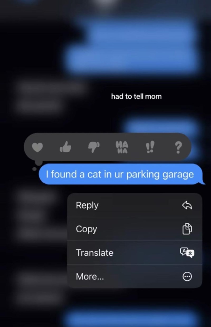 had to tell mom HA HA !! ? I found a cat in ur parking garage Reply Copy Translate More...