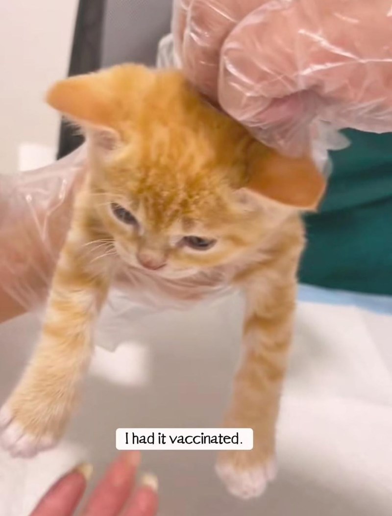I had it vaccinated.