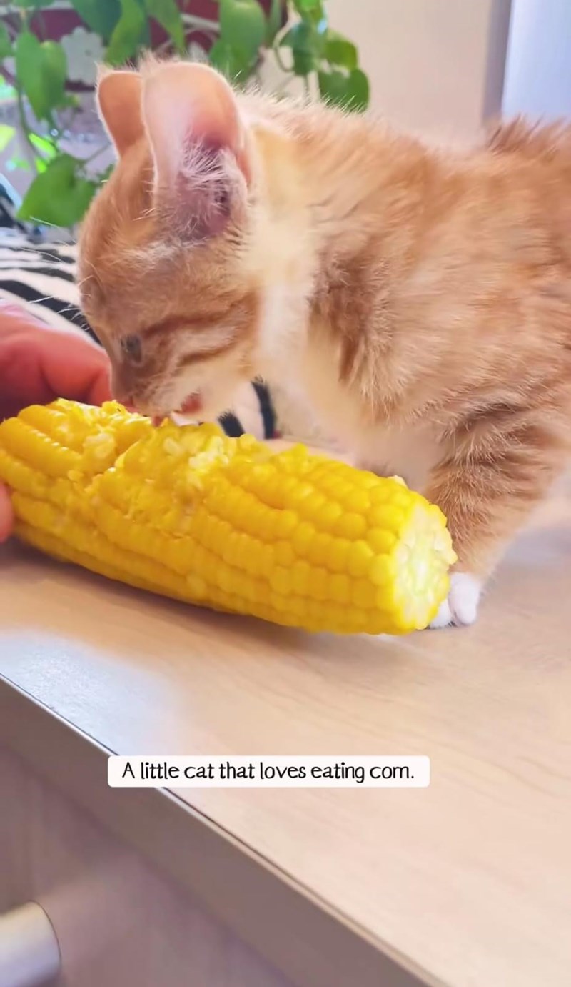 K A little cat that loves eating com.
