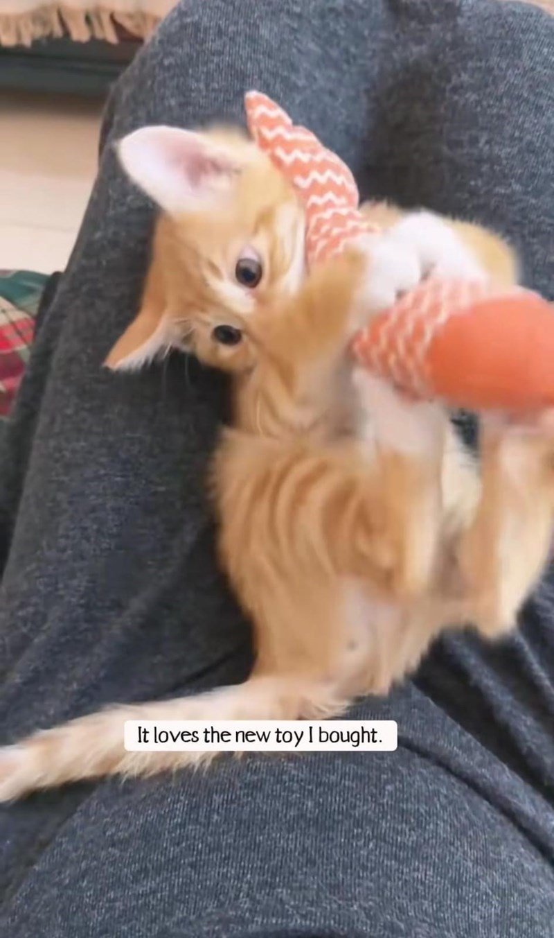 It loves the new toy I bought.