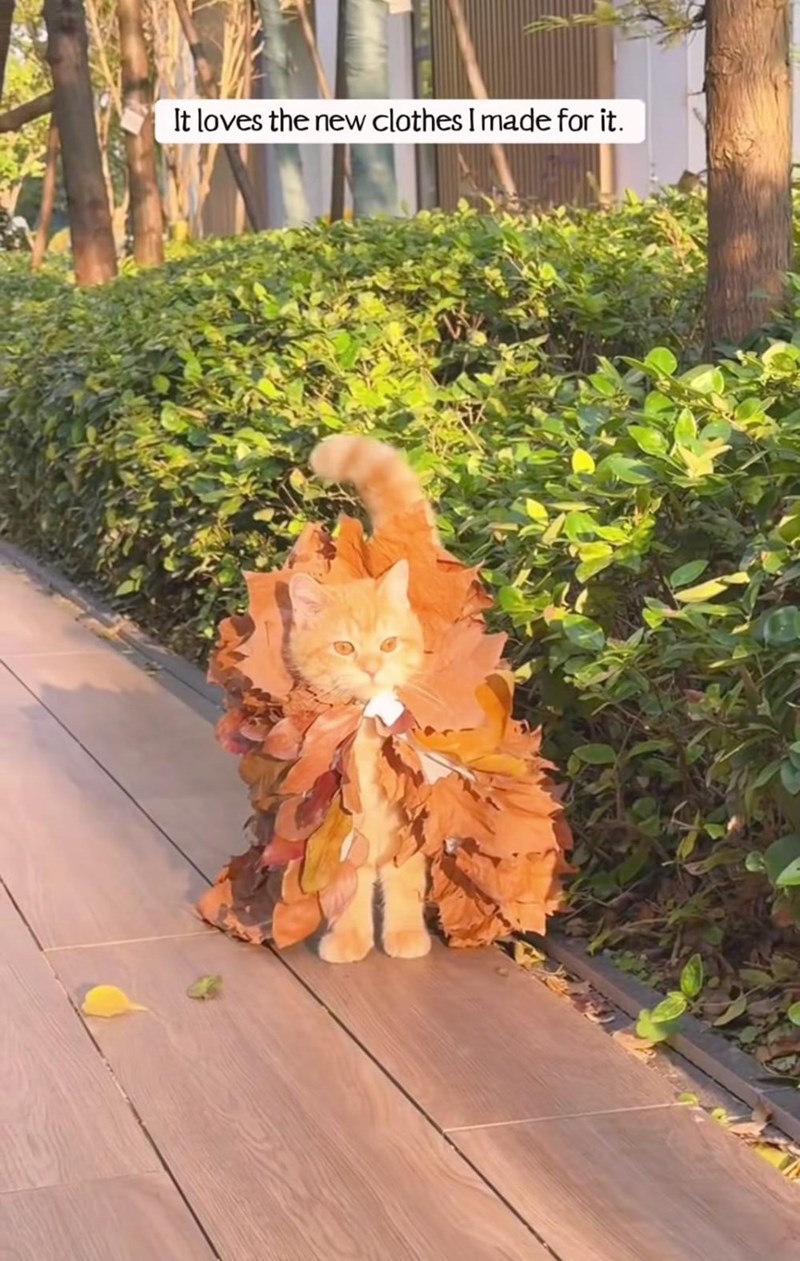 It loves the new clothes I made for it.