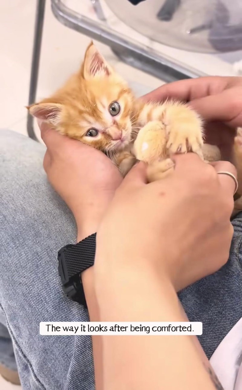 The way it looks after being comforted.